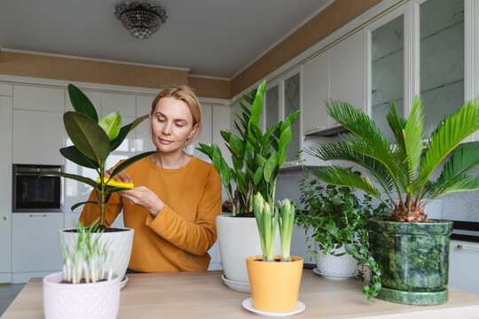 A nice woman wipes leaves on houseplants, caring for houseplants.