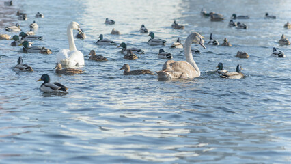 Swan and ducks on frozen river. Flock of wild ducks and swans swims in the pond. Wintering of wild birds in the city.
