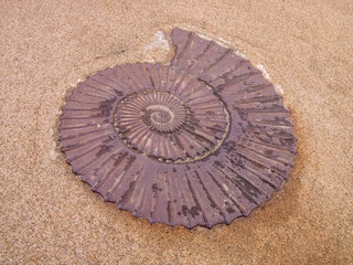High angle shot of a seashell sand feature