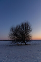 Lonely Tree at Sunset in a Winter Landscape