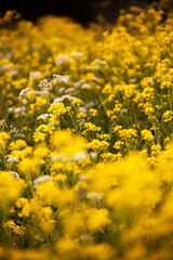 A nice field for rapeseed. selective focusing. high quality photos