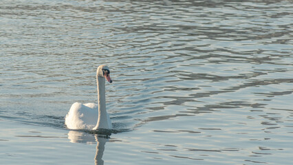 The lonely beautiful white swan is swimming in winter river. Wintering swan in the city river. Ornitology concepts.