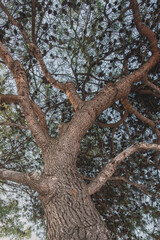 Fototapeta premium European red pine (Pinus sylvestris)