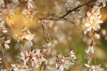 background of spring cherry blossoms tree. selective focus