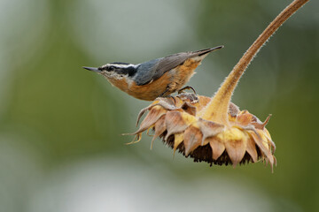 Closeup shot of a small Eurasian Nuthatch bird sitting on a sunflower with a blurry green background - Powered by Adobe
