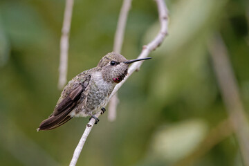 Closeup of a tiny grey Selasphorus hummingbird perched on a piece of wood © Debi Murk/Wirestock Creators