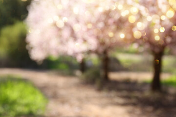 Abstract image of blurred cherry tree at spring