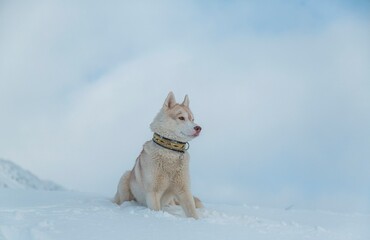 dog in snow