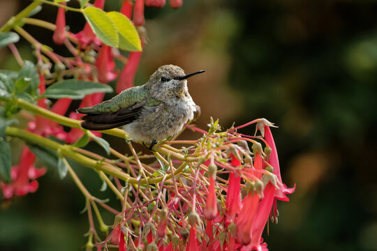 Closeup shot of a Bee Hummingbird sitting on a red flower on a blurry green background