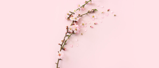 Obraz premium image of spring white cherry blossoms tree over pink pastel background