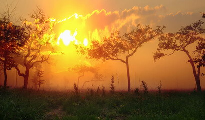 Fototapeta na wymiar Landscape tree silhouettes in the sunset