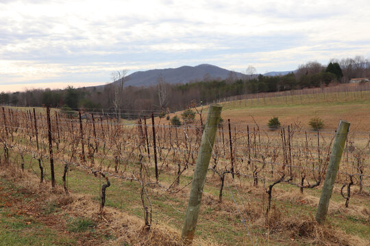 Scenic View Of A Dormant Vineyard Landscape At A Winery In North Carolina, USA