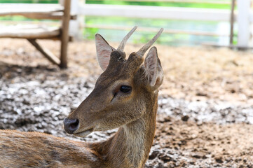 Headshot of Young fawn spotted deer or chitals portrait in a zoo. Wildlife and animal photo.