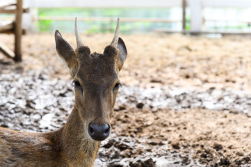 Headshot of Young fawn spotted deer or chitals portrait in a zoo. Wildlife and animal photo.