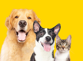 Golden retriever, mixed breed dog and little cat kitten together on yellow background