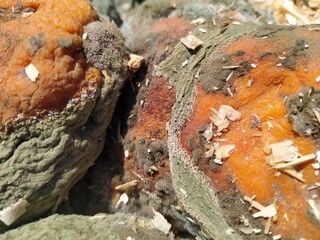 rotten orange. fruits and compost. nature photo 