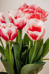 Bouquet with beautiful and fresh pink and white tulips on a light background. Buds of white and pink tulips. One tulip bud close up