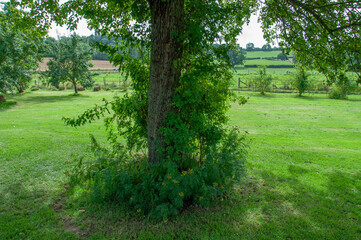 summertime in the parks.