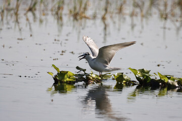 Snowy-crowned tern on a lake