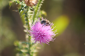 Closeup of bee on spiny plumeless thistle flower with selective focus on foreground