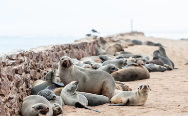 Impression of the abundant number of seals in the seal colony near Skeleton Coast, Namibia.