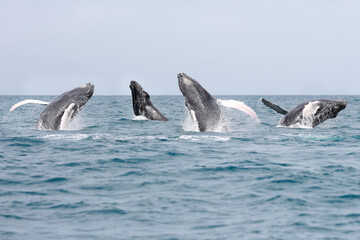 Baleines 