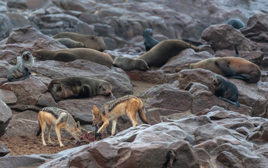 Fototapeta premium Jackals with a prey amid a seal colony along the skeleton coast in Namibia.