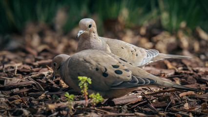 Selective focus shot of mourning doves (zenaida macroura)