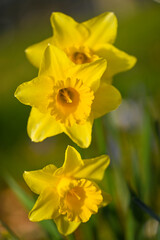 Beautiful close-up of a daffodil