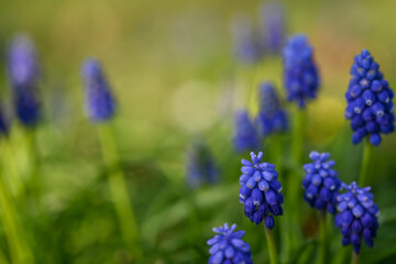 Beautiful close-up of a muscari