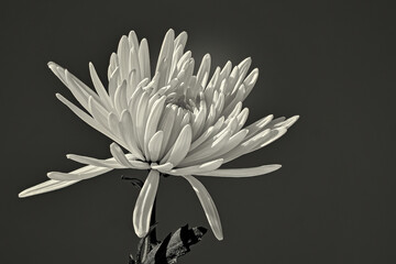 Grayscale of a Chrysanthemum
