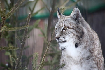 close up portrait of red lynx