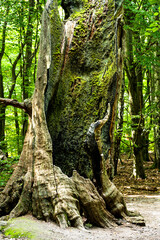 Baumrest einer Eiche im Urwald Sababurg