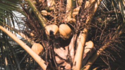 Coconut tree blur photo. Great for backgrounds and typography