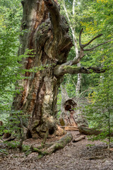 Baumrest einer Eiche im Urwald Sababurg