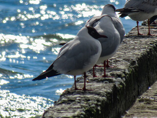 seagull on the pier