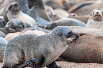 Obraz premium Close-up of a seal straddling through the seal colony at Skeleton Coast, Namibia.