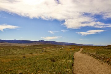 Blooming Poppy flowers with clouds and mountain backgrounds 