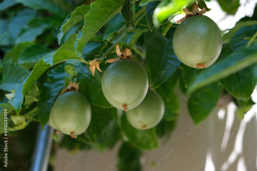 Wall mural Two green passion fruits amount leaves on vine