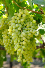 Close up image of harvesting Green grapes with green leaves, fresh fruits.