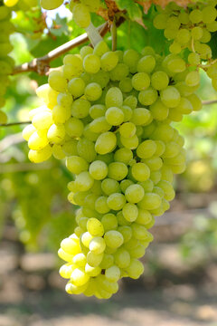 Close up image of harvesting Green grapes with green leaves, fresh fruits.