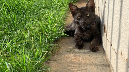 Gato preto e rajado