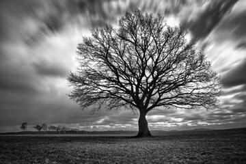 lonely tree in black and white on a field