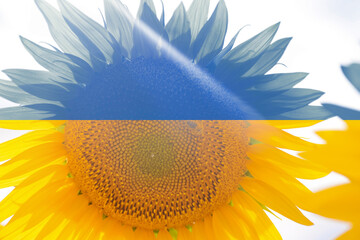 The photo of the sunflower is divided by yellow and blue lines in the form of the State Flag of...