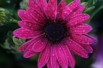 enlargement of wet purple dimorphoteca flower