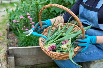 Close-up of basket with dry faded flowers and leaves of tulips in the hands of female gardener