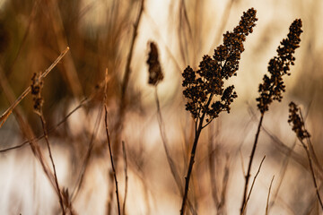 Closeup of dry plants in a field