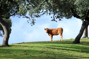 Vaca en la dehesa extremeña en un soleado día de noviembre. Vaca entre encinas con un hermoso cielo de nubes como telón de fondo en Villanueva del Fresno, Badajoz, Extremadura, España.