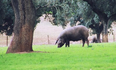 Cerdo ibérico en la dehesa de Extremadura buscando bellotas de las encinas. Cerdos en otoño en la época denominada en español "montanera", cuando se alimentan de forma natural. Extremadura, España.