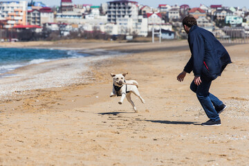 A man plays with a Labrador dog with a stick, runs along a sandy beach in winter clothes